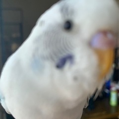 セキセイインコが出て行ってしまいました - 助け合い