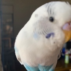セキセイインコが出て行ってしまいました − 福島県