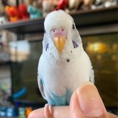 セキセイインコが出て行ってしまいました - 福島市
