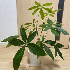 パキラ