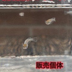 鱗光紅白めだか　10匹1000円