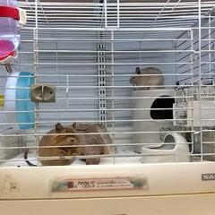 デグー