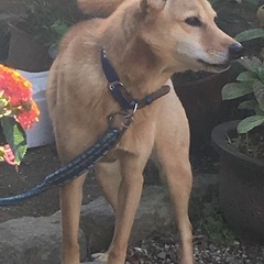 里親さん急募！根はやさしい甘えん坊です。番犬むき６歳メスです。 - 犬