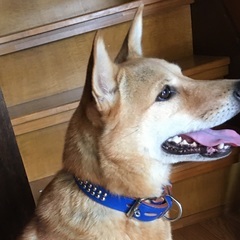 里親さん急募！根はやさしい甘えん坊です。番犬むき６歳メスです。 − 佐賀県