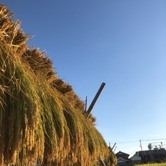 お米の脱穀体験