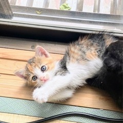 三毛猫の女の子　生後1ヶ月　里親さん募集