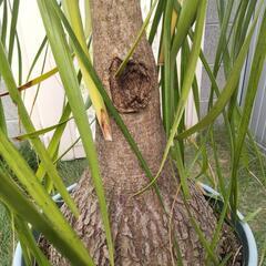 トックリラン　(お値下げしました)　観葉植物　背丈1.5m(鉢上)の画像