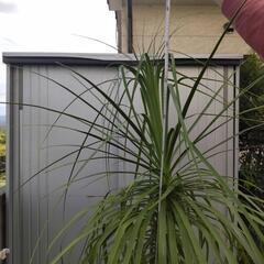 トックリラン　(お値下げしました)　観葉植物　背丈1.5m(鉢上)の画像
