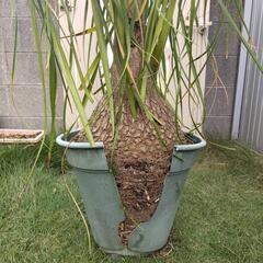 トックリラン　(お値下げしました)　観葉植物　背丈1.5m(鉢上)の画像