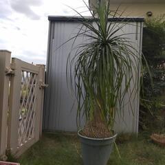 トックリラン　(お値下げしました)　観葉植物　背丈1.5m(鉢上)の画像