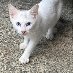 お引取り頂きました！　子ねこ　白　綺麗な青い目　届出済み　飼い主...