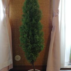 クリスマスツリーゴールドクレスト