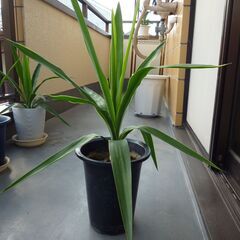 ＜取引中＞★ユッカ・エレファンティペス　青年の木　高さ約６２ｃｍ...