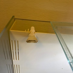 グラステリアAGS OF230(引き取り限定)の画像