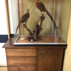 雉つがい剥製の画像