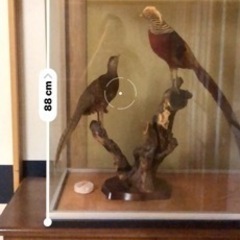 雉つがい剥製