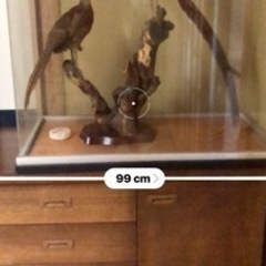 雉つがい剥製の画像
