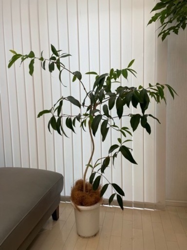アマゾンオリーブ　観葉植物　取りに来てくれる方限定