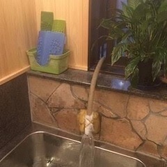 ⭐︎温泉宅配⭐︎の画像