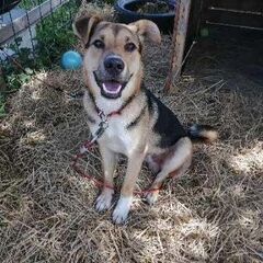 雑種犬　1才オス　元気いっぱいジェイク