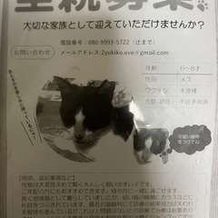 ハチワレちゃん里親募集！🐈