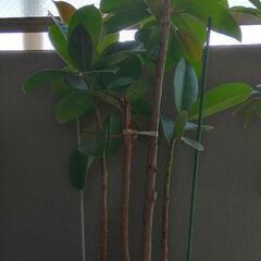 観葉植物 ゴムの木　高さ　160㎝　鉢付き