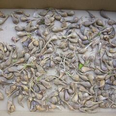 アサツキの球根