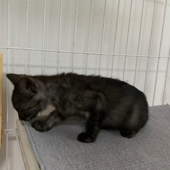 ２ヶ月ブラックスモーク♡くー太くん♂里親さま決定❤️ − 熊本県