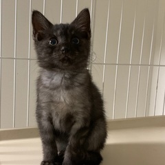 ２ヶ月ブラックスモーク♡くー太くん♂里親さま決定❤️ - 猫