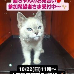 10/22(日)譲渡会。7/1生足長マンチカン♀シールリンクスポ...