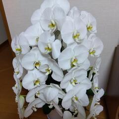 胡蝶蘭　大輪　3本の画像