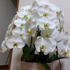 胡蝶蘭　大輪　3本の画像
