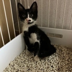 朝はフミフミで起こしてくれる♡サビ猫 − 沖縄県