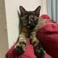 朝はフミフミで起こしてくれる♡サビ猫 - 名護市
