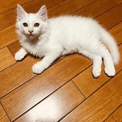 ファファ毛のかわゆい超甘えん坊3ヶ月の男の子。 - 猫