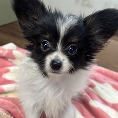 パピヨン仔犬　里親募集中