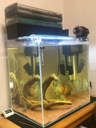 【相談中】ディスカス水槽セット　生体&器材一式