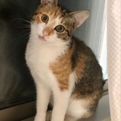 母猫が置いて行ってしまいました