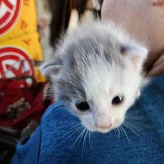 里親決まりました！ありがとうございました！ - 亘理郡