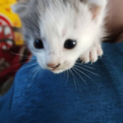 里親決まりました！ありがとうございました！