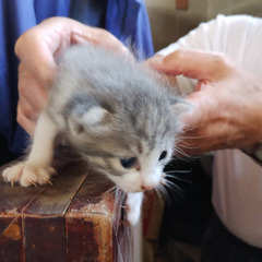 里親決まりました！ありがとうございました！ − 宮城県