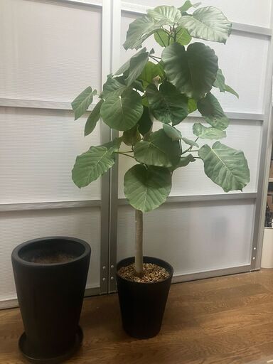 観葉植物　ウンベラータ