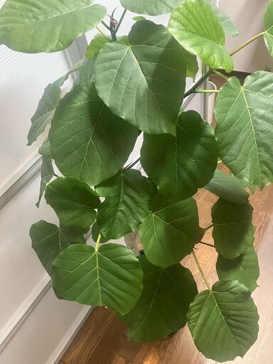 観葉植物　ウンベラータ