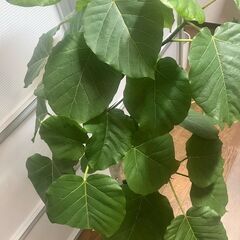 観葉植物　ウンベラータの画像