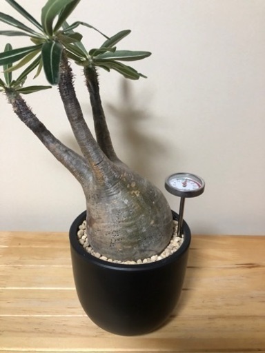 グラキリス　現地球