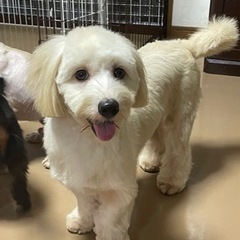 交渉中　ポメラニアン✖️コーギー、マルチーズのMIXファルコ君