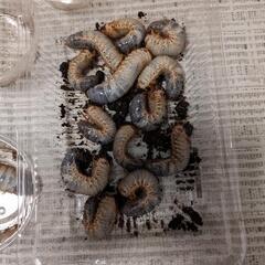 カブトムシの幼虫