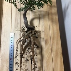 パキプス　パワータンク