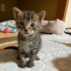 生後1ヶ月の子猫ちゃん2匹　里親さん募集中です！男の子　黒猫　キ...