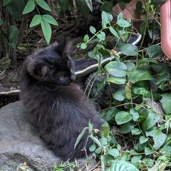 《代理投稿》庭で産まれた子猫の里親募集